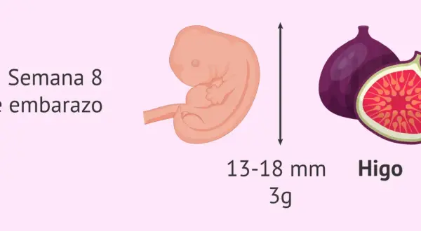 Bebé de 8 semanas, del tamaño de un higo, mide 13-18 mm y pesa 3g.
