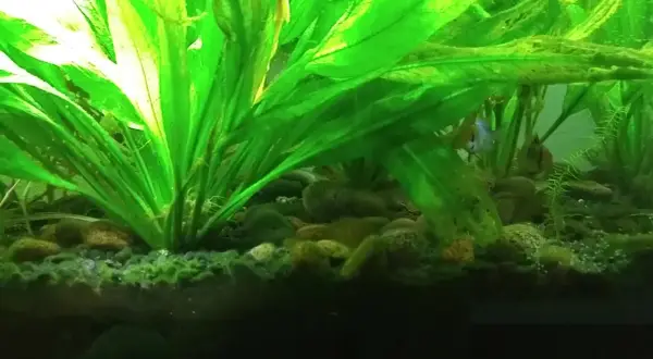 Plantes d'aquarium luxuriantes, poissons colorés nageant parmi les cailloux. La tourbe sert à acidifier l'eau, créant un habitat idéal.