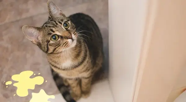 A mi gato se le escapan gotas de orina: causas y soluciones efectivas
