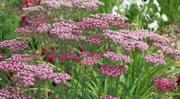 Zarte rosa Blütenstände der Schafgarbe, bekannt für ihre positive Wirkung auf die Haut, im Garten.