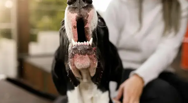 Gros plan sur la gueule ouverte d'un chien noir et blanc. Une personne est assise à côté. Apprenez comment empecher un chien d'aboyer.
