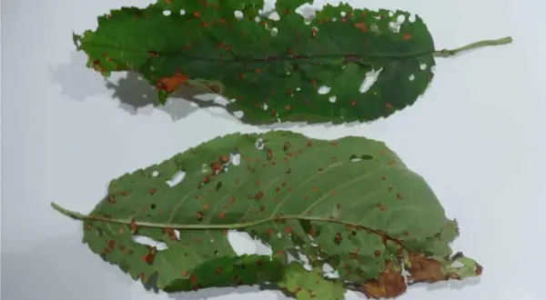 Foglie di ciliegio con macchie brune e fori, segni di corineo.