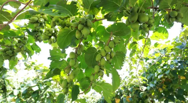 Krzewy obsypane zielonymi owocami, które pokazują, jak rośnie kiwi. Gałęzie uginają się pod ciężarem małych, okrągłych kuleczek.
