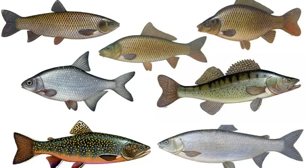 Sechs verschiedene Fischarten, darunter ein Karpfen und ein barschartiger Fisch, der an einen bass fisch erinnert.