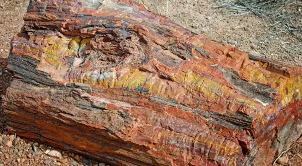Ein farbenprächtiges Stück versteinertes Holz liegt auf sandigem Boden. Die Maserung zeigt Rot-, Gelb- und Schwarztöne.