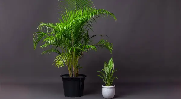 Due palme in vaso, una grande in nero e una piccola in bianco, perfette piante pet friendly per la tua casa.