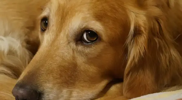Zbliżenie na pysk golden retrievera leżącego na kocu.