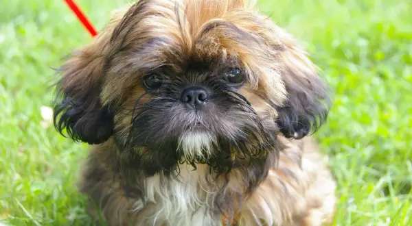 Kiedy kąpać szczeniaka shih tzu? Bezpieczny przewodnik krok po kroku