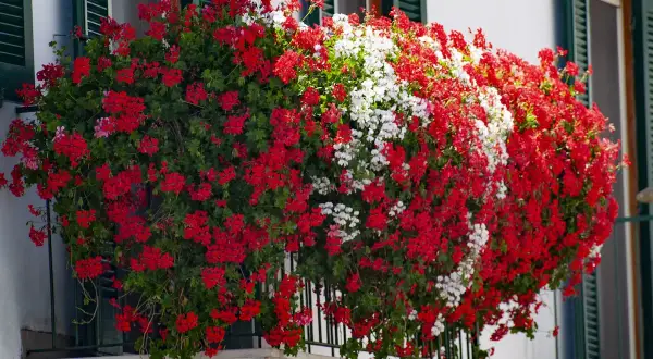 Kaskadowa pelargonia w czerwonych i białych kwiatach ozdabia balkon, tworząc barwny wodospad zieleni i barw.