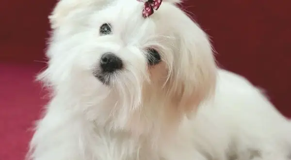 Adorable bichón maltés con un lazo en la cabeza. Si te preguntas cuanto vive un bichon maltes, suelen ser perros longevos.