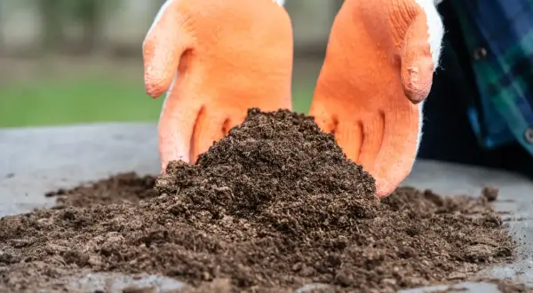 Ręce w pomarańczowych rękawiczkach przesypują ziemię do truskawek.