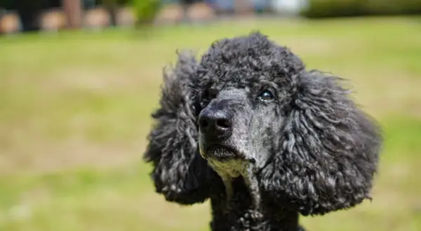 Un caniche negro con pelo rizado mira con ojos tristes. A veces, los perros lloran.