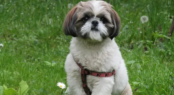 Uroczy szczeniak shih tzu w czerwonej obroży siedzi na trawie. To idealny moment, by dowiedzieć się, jak wychować szczeniaka shih tzu.