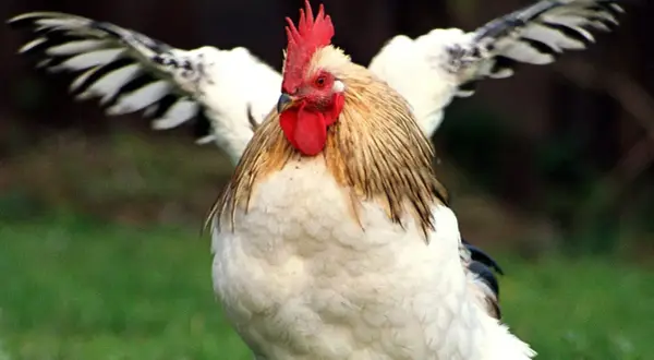 Ein stolzer Hahn mit ausgebreiteten Flügeln, ein beeindruckendes Beispiel für verschiedene Hahn Arten.