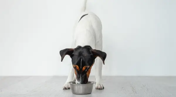 Pies rasy Jack Russell Terrier pije wodę z metalowej miski na jasnym tle.