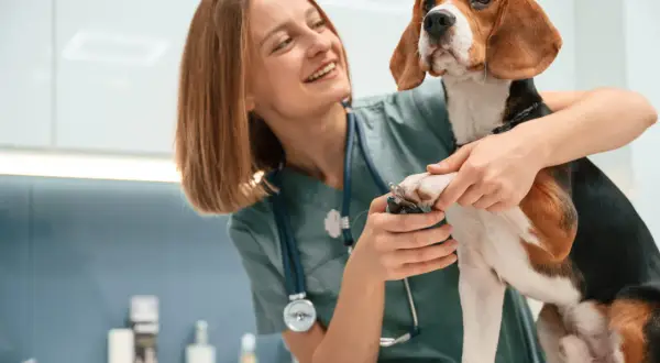Uśmiechnięta pomocniczka weterynarza przycina pazury psu rasy beagle.