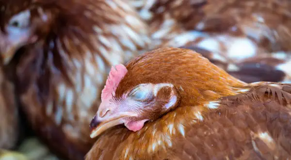 Ein braunes Huhn mit geschlossenen Augen ruht sich aus. Es ist ein Legenot Huhn, das sich von der Anstrengung erholt.