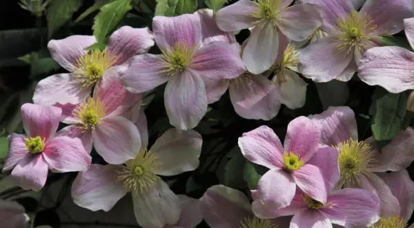 Delikatne, różowe kwiaty powojnika zachwycają. Pielęgnacja clematis uprawa to radość dla każdego ogrodnika.