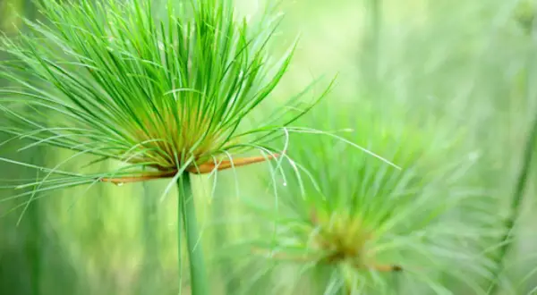 Détail de la tête d'un papyrus vert vif, prêt pour le printemps. Apprenez comment tailler un papyrus pour une croissance optimale.