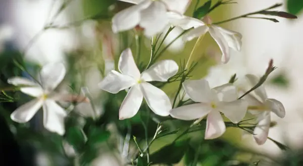 Zarte, weiße Jasminblumen entfalten sich im sanften Licht. Ihre Blütenblätter sind wie kleine Sterne, die einen süßen Duft verströmen.