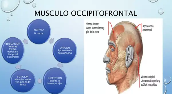 Todo lo que necesitas saber sobre el músculo frontal y su función