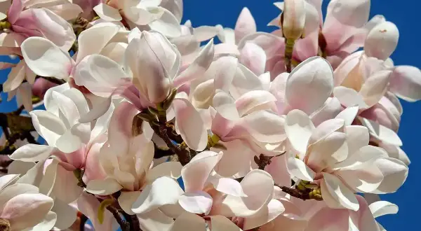 Kiedy sadzić magnolię? Piękne, różowo-białe kwiaty magnolii na tle błękitnego nieba.