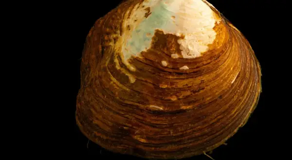 Gros plan d'une moule d'eau douce comestible, sa coquille marron striée et nacrée sur fond noir.