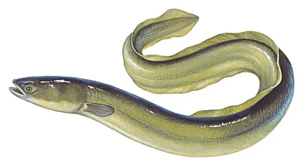 Ein Aal, ein faszinierender Fisch, schlängelt sich in einer künstlerischen Darstellung.
