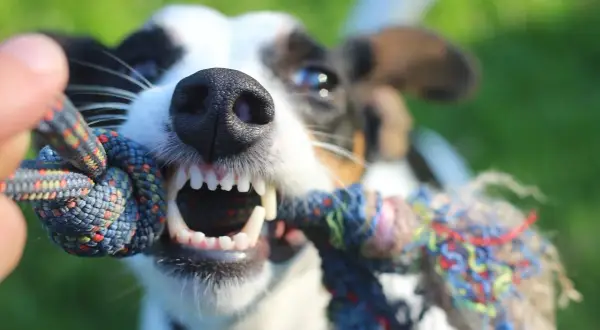 Ein Hund mit offenem Maul und scharfen Zähnen zieht an einem Seilspielzeug. So zeige ich meinem Hund, dass ich der Chef bin: durch gemeinsames Spiel und klare Regeln.