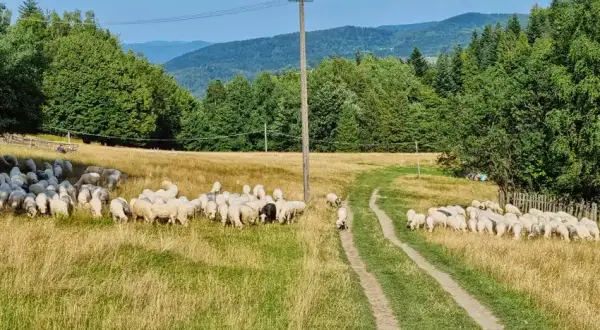 Hala Barankowa z dziećmi? Odkryj sekrety bacówki i oscypków!