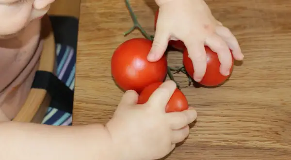 Kleinkind erkundet Tomaten am Stiel. Ab wann darf ein Baby Tomate essen? Hier sind die ersten Erfahrungen.