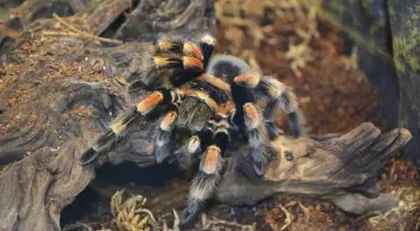 Skuteczne sposoby na schłodzenie terrarium i ochronę jego mieszkańców