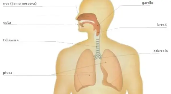 Anatomia układu oddechowego: nos, gardło, krtań, tchawica, oskrzela i płuca. Budowa klatki piersiowej w przekroju.