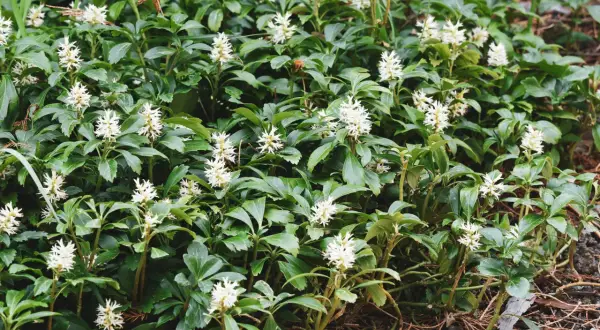 Dichtes Grün mit kleinen weißen Blüten, ein schnellwachsender Bodendecker, der den Boden bedeckt.