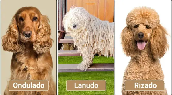 Perro marrón pelo rizado, otro con pelo lanudo y uno con pelo ondulado.