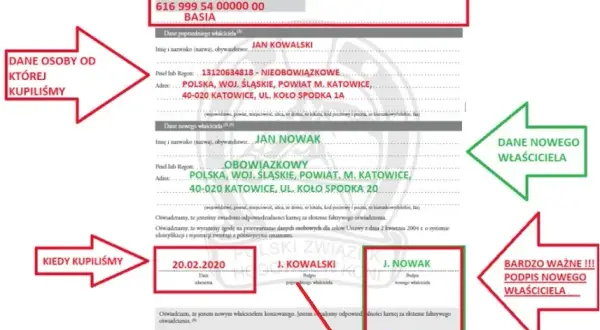 Jak przepisać konia na siebie? Uniknij błędów i zbierz dokumenty