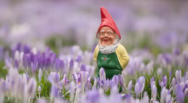 Ein Gartenzwerg mit roter Mütze und Schürze steht im Feld der Krokusse. Ein fröhlicher Anblick aus den 2020er Jahren.