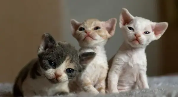 Umaszczenie Devon Rex: Kolory i wzory, które zachwycają miłośników