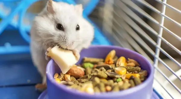 Biały chomik zajada kawałek sera, obok miseczka pełna ziaren. Tak właśnie wygląda zdrowa dieta, gdy pytamy, co jedzą chomiki.