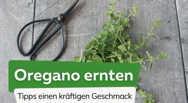 Frische Oregano-Zweige und eine Schere liegen auf Holz. Der Text "Oregano ernten" und "Tipps einen kräftigen Geschmack" erklärt, wie wird Oregano ausgesprochen und geerntet.