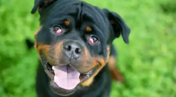 Uśmiechnięty rottweiler z widocznym problemem "cherry eye" u psa. Czerwone, opuchnięte trzecie powieki wymagają uwagi weterynarza.