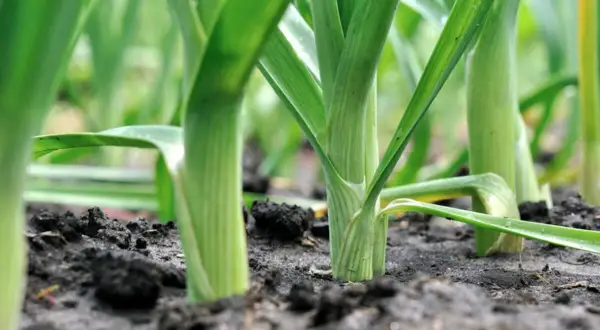 Grüne, aufrecht wachsende porree pflanzen im dunklen Erdreich. Die Blätter sind frisch und zeigen feine Rillen.