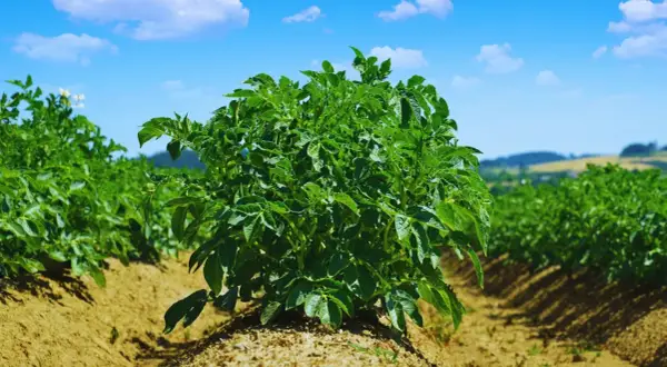 Zielone krzaki ziemniaków na polu pod błękitnym niebem z chmurami.