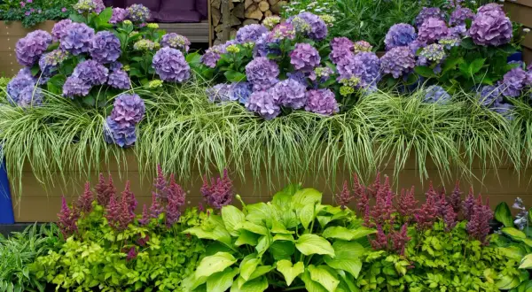 Kwiaty w donicy: fioletowe hortensje, trawa ozdobna, purpurowe astilbe i zielone hosty.