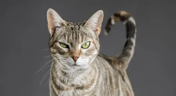 Gato atigrado con ojos verdes intensos, cola enroscada. ¿Quién se atreverá a ponerle el cascabel al gato?