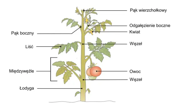 Ilustracja przedstawia pomidora, ukazując jego budowę: łodygę, liście, pąki, kwiaty i owoce. To kluczowe elementy w sposobie rozmnażania się roślin.