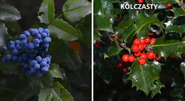 Mahonia z niebieskimi jagodami obok ostrokrzewu kolczastego z czerwonymi owocami.