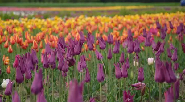 Fioletowe tulipany Darwina w zbliżeniu, w tle rzędy pomarańczowych i żółtych kwiatów.