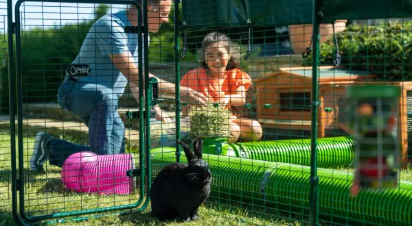 Un padre e una figlia si prendono cura di un coniglio nero in un recinto all'aperto, parte di un allevamento conigli all'aperto.