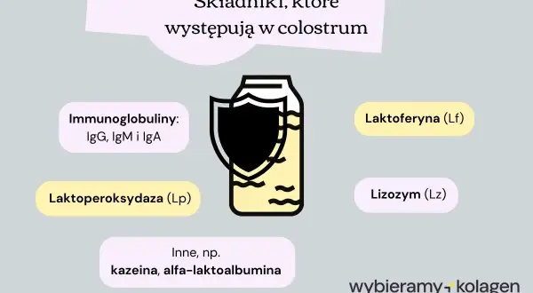 Colostrum zawiera cenne składniki, w tym immunoglobuliny (IgG, IgM, IgA), laktoferynę, lizozym i inne.